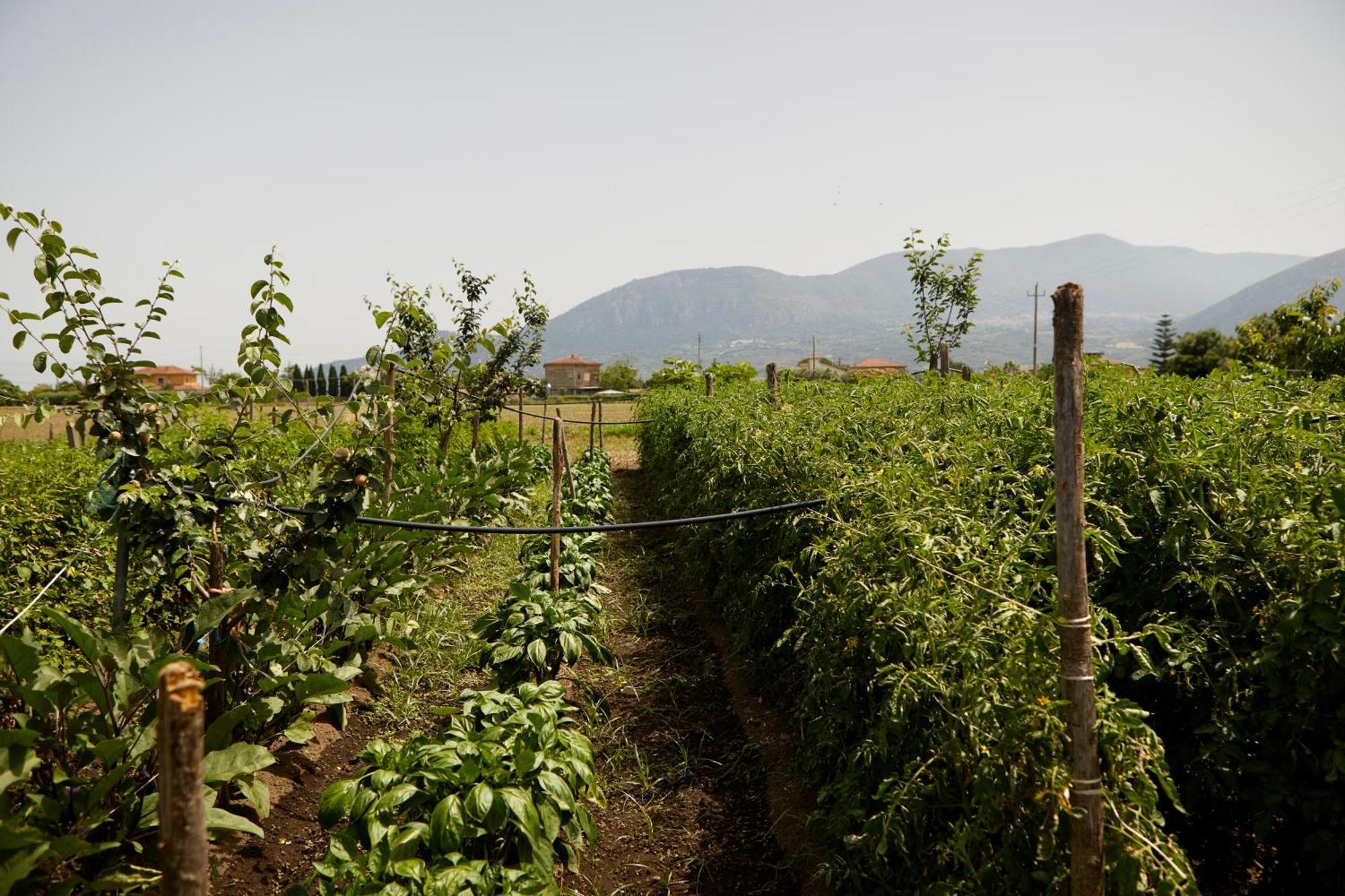 Il Vecchio Frantoio Villa Stella Cilento Kültér fotó