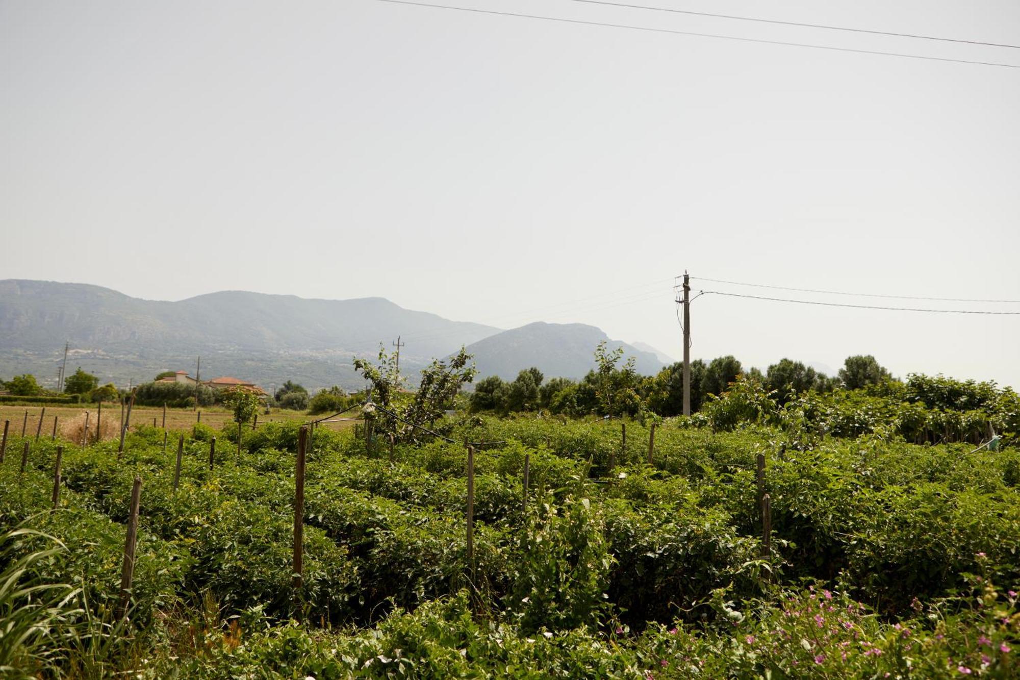 Il Vecchio Frantoio Villa Stella Cilento Kültér fotó